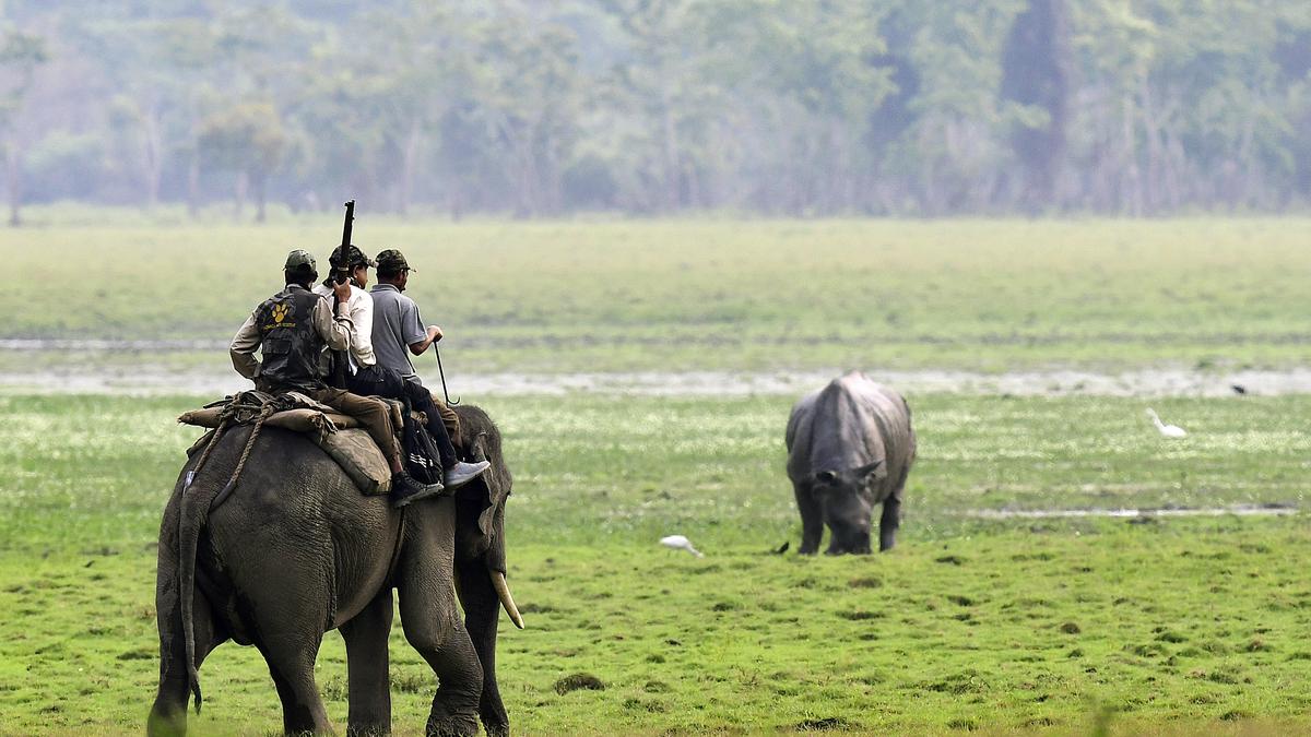 Kaziranga National Park in Assam reopens for tourists