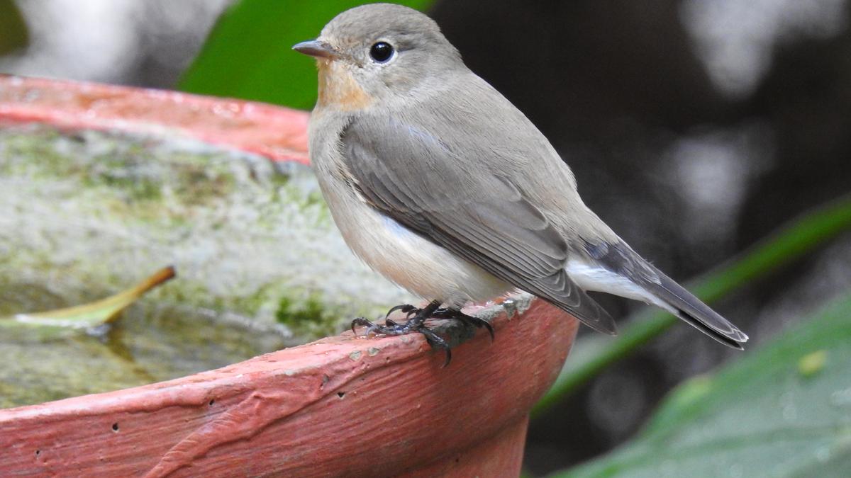 Nature lover’s journey of documenting delightful birds