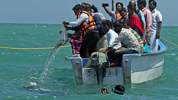 5 lakh hatchery-produced pearl oyster spats released in Gulf of Mannar 