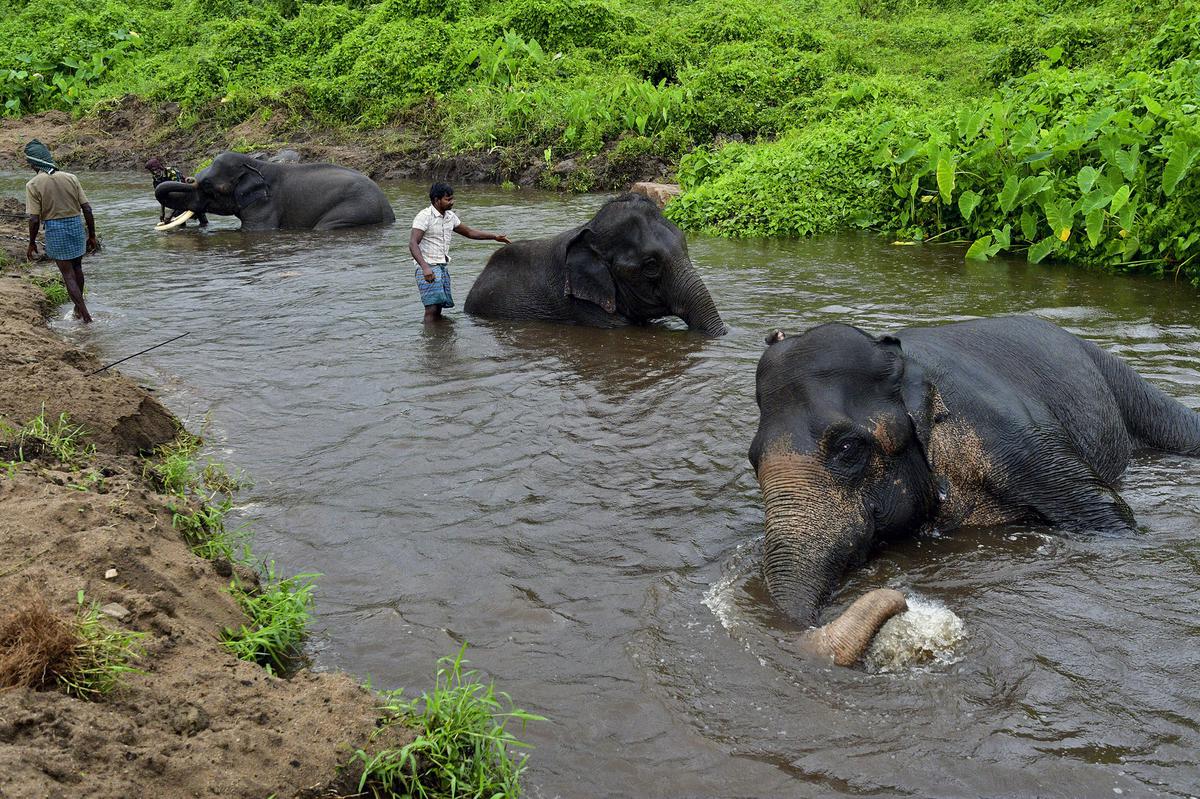 Elephant handlers bathe camp elephants in a stream at Kozhikamuthi elephant camp in the Anamalai Tiger Reserve.  