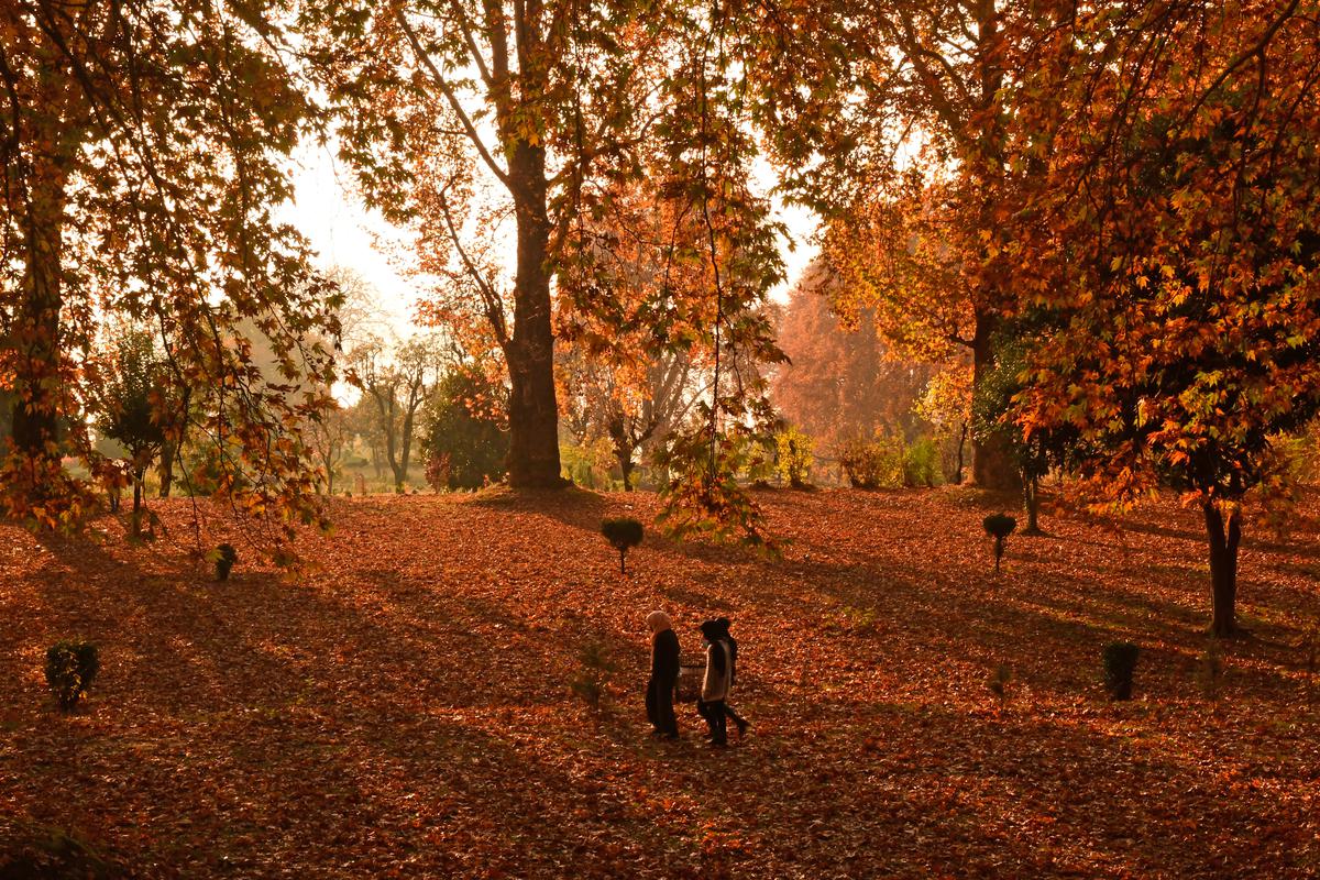 In Frames | Chinars work the autumn magic