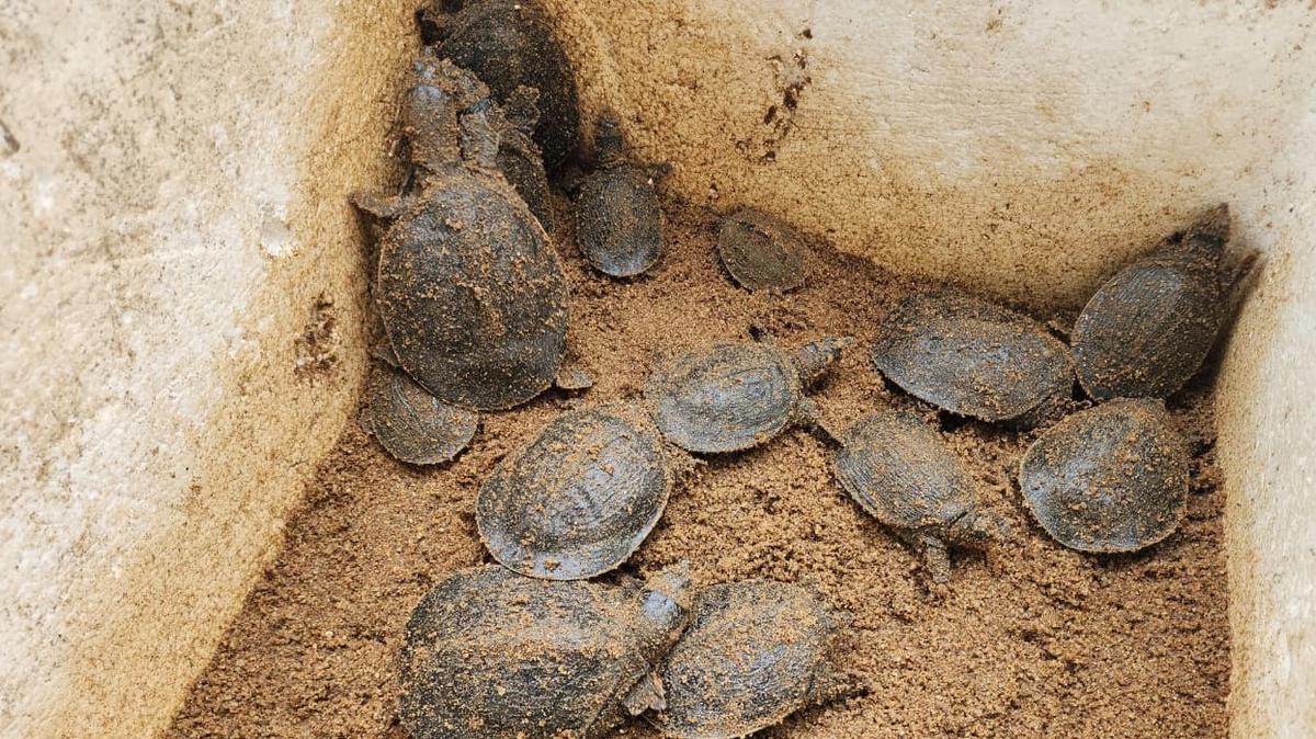 Tři druhy jsou želva černé softshell (Nilssonia nigricans), indická stanová želva (Pangshura Tentoria) a Ganga Softshell Turtle (Nilssonia gangetic Tři druhy jsou želva černé softshell (Nilssonia nigricans), indická stanová želva (Pangshura Tentoria) a Ganga Softshell Turtle (Nilssonia gangetic