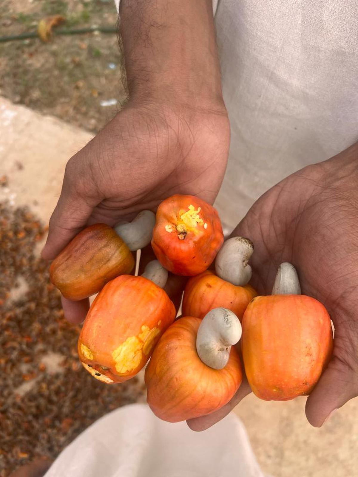 Cashew fruit grown at Alankrutha and Meher’s farm in Warangal, Telangana