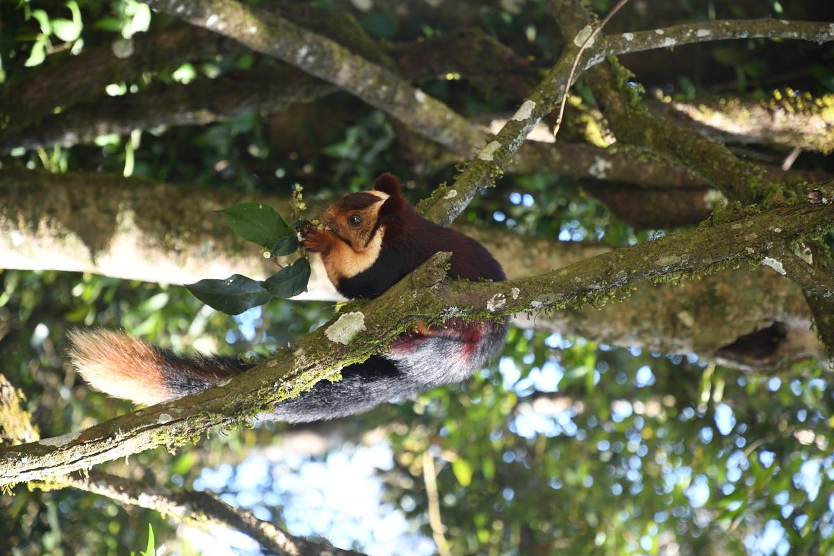 A Malabar giant squirrel eating a exotic plant cestrum fruit 