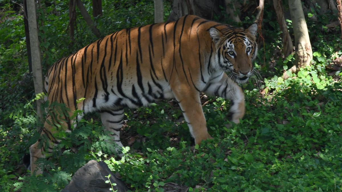 AI cameras to curb poaching