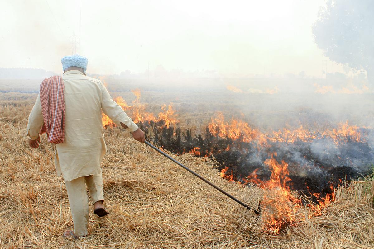 Farm fires' share in Delhi's pollution 38%, highest this season