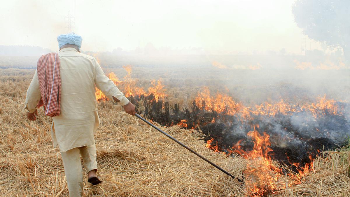 Farm fires' share in Delhi's pollution 38%, highest this season