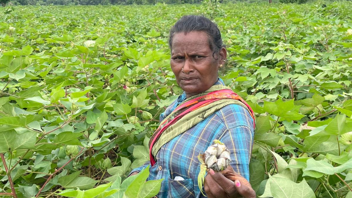 Cotton growers of Nagapttinam in distress as prices crash after off-season rain