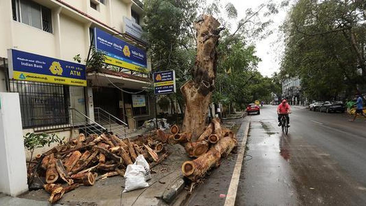 Cyclone Ditwah: branches of a diseased tree cut for safety on busy road in Chennai