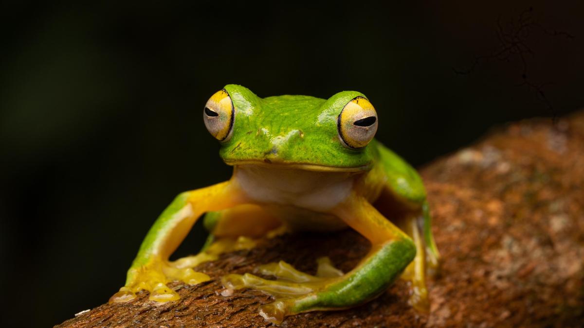 Herpetofauna survey reveals rich biodiversity in Grass Hill National Park, Karian Shola National Park in Pollachi division of ATR