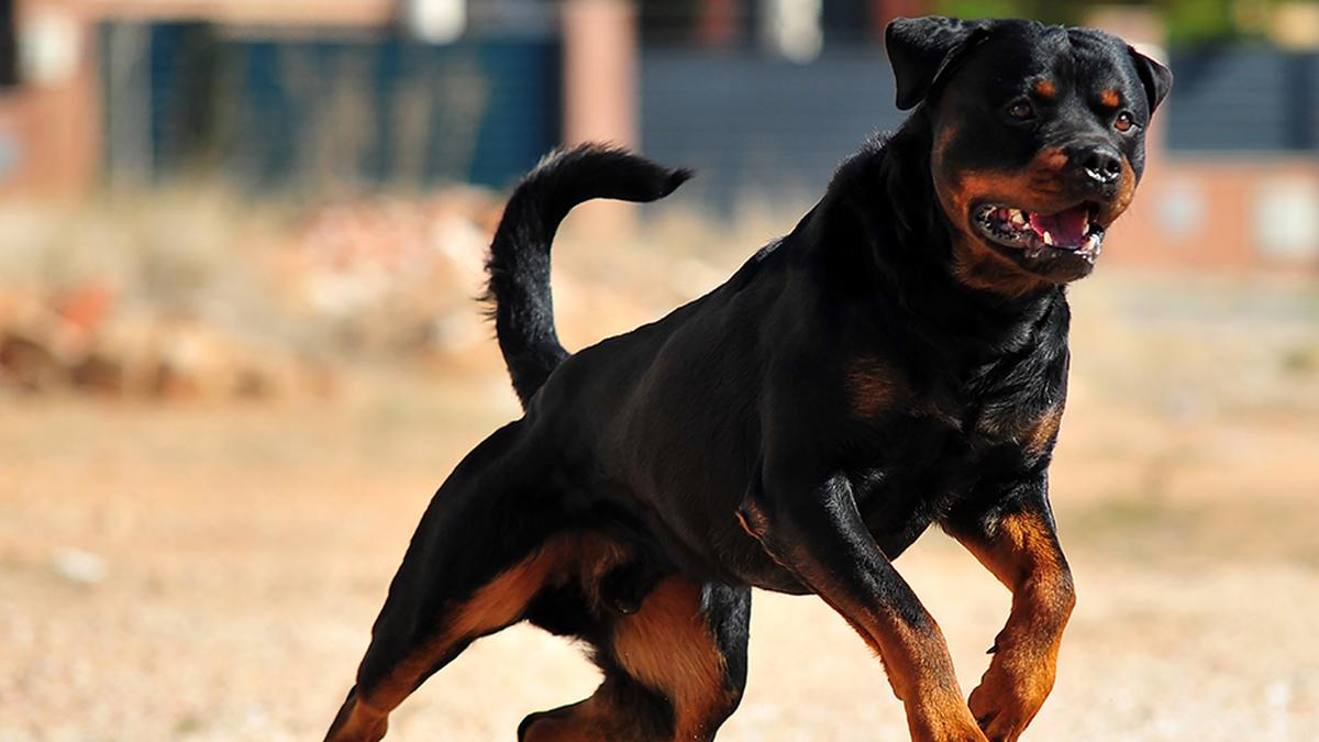 Canine psychology must be studied before classifying dog breeds as ‘ferocious’, says Madras High Court