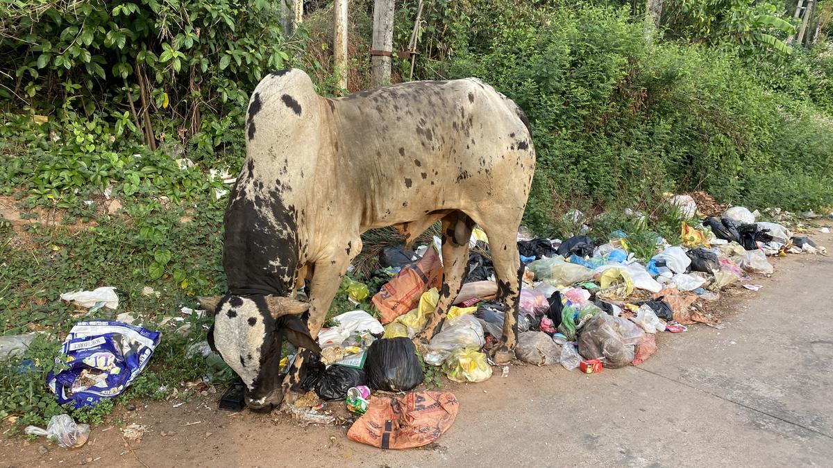 A blackspot behind the Infosys building and near the Zilla Panchayat office at Kottara in Mangaluru.