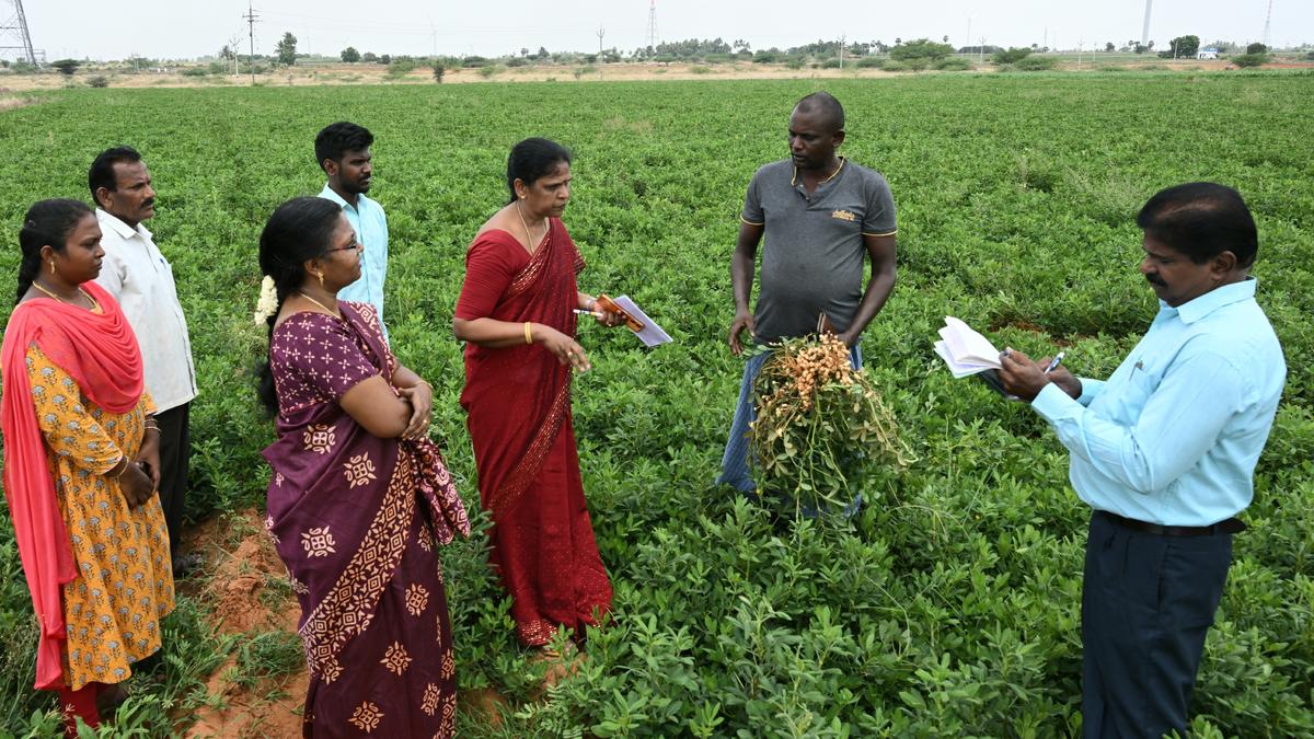 ‘Summer Crop Plan’ of cultivating pulses, oilseeds has farmers upbeat in Thoothukudi district