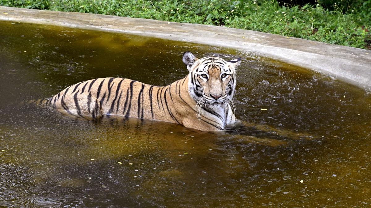 টাইগার শ্রী ভ্যানুতসওয়ারা জোগিকাল পার্কে জলপ্রপাতের তাপমাত্রার তাপমাত্রায় স্থির থাকে রবিবার (২০ এপ্রিল)।