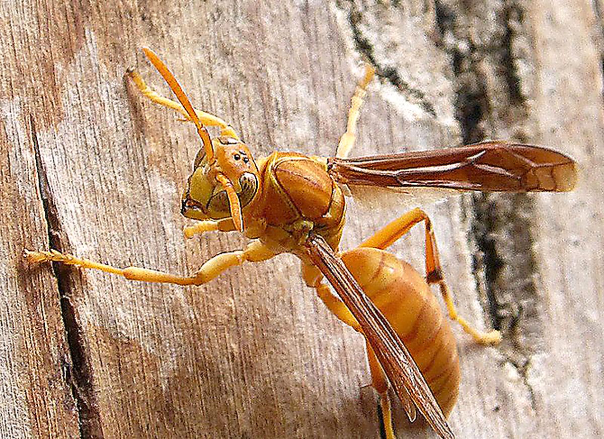Yellow Paper Wasps 