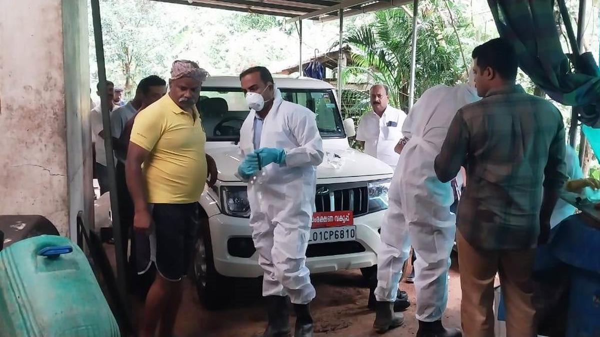 43 pigs culled after African swine fever detected in Idukki