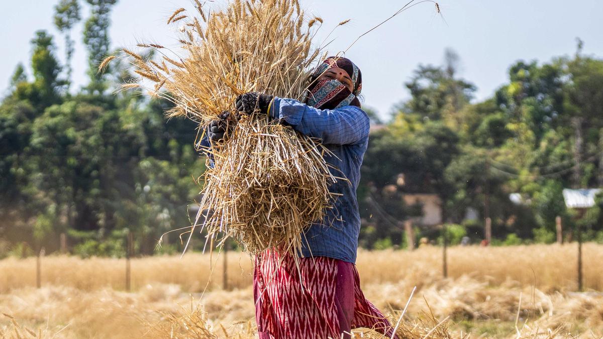 Delhi relaxes wheat procurement norms