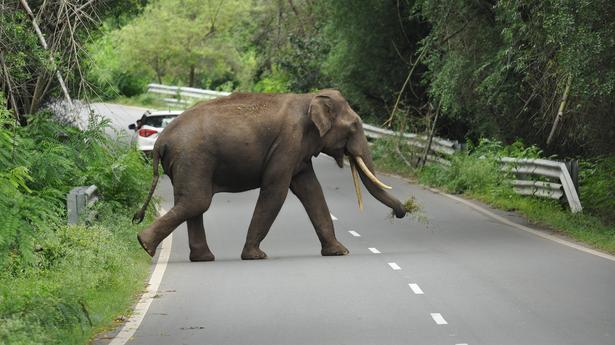 Do not stop vehicles inside two tiger reserves on NH-948: Forest Department tells sugarcane-laden lorry drivers