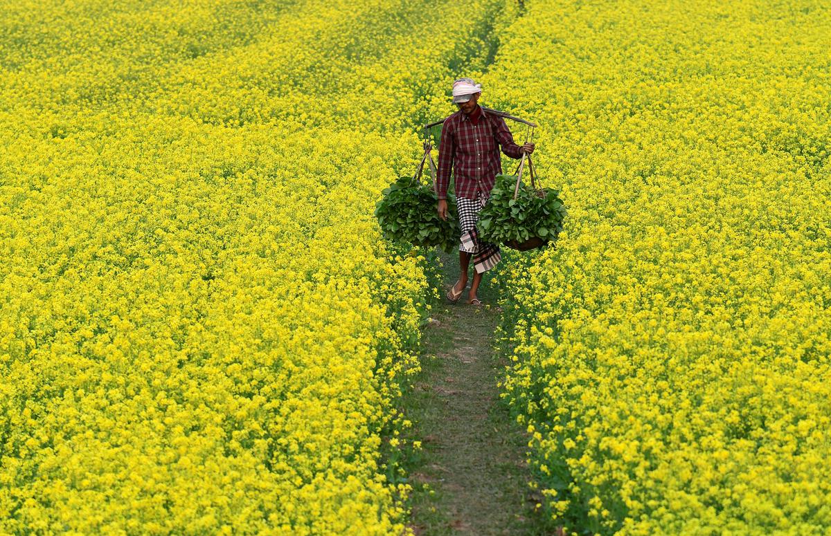 Genetic Engineering Appraisal Committee approves commercial cultivation of genetically modified mustard yet again