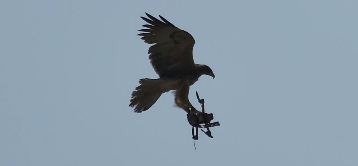 Watch | Eagles being trained to bring down rogue drones