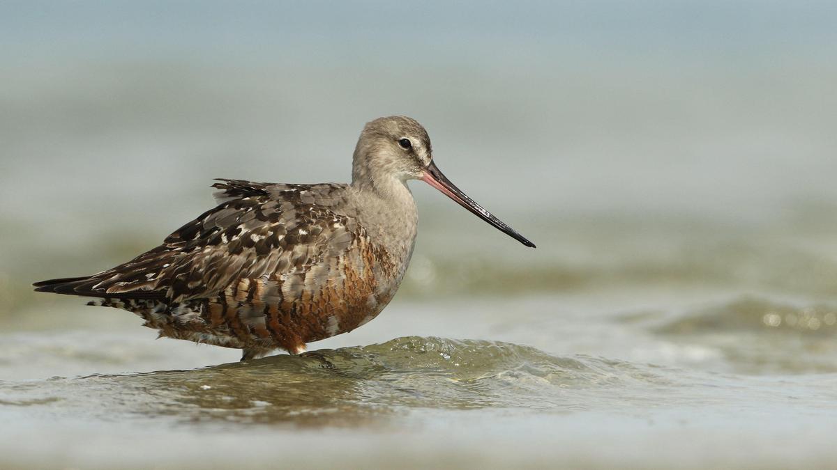 Can nations save the shorebird that flies 30,000 km a year?