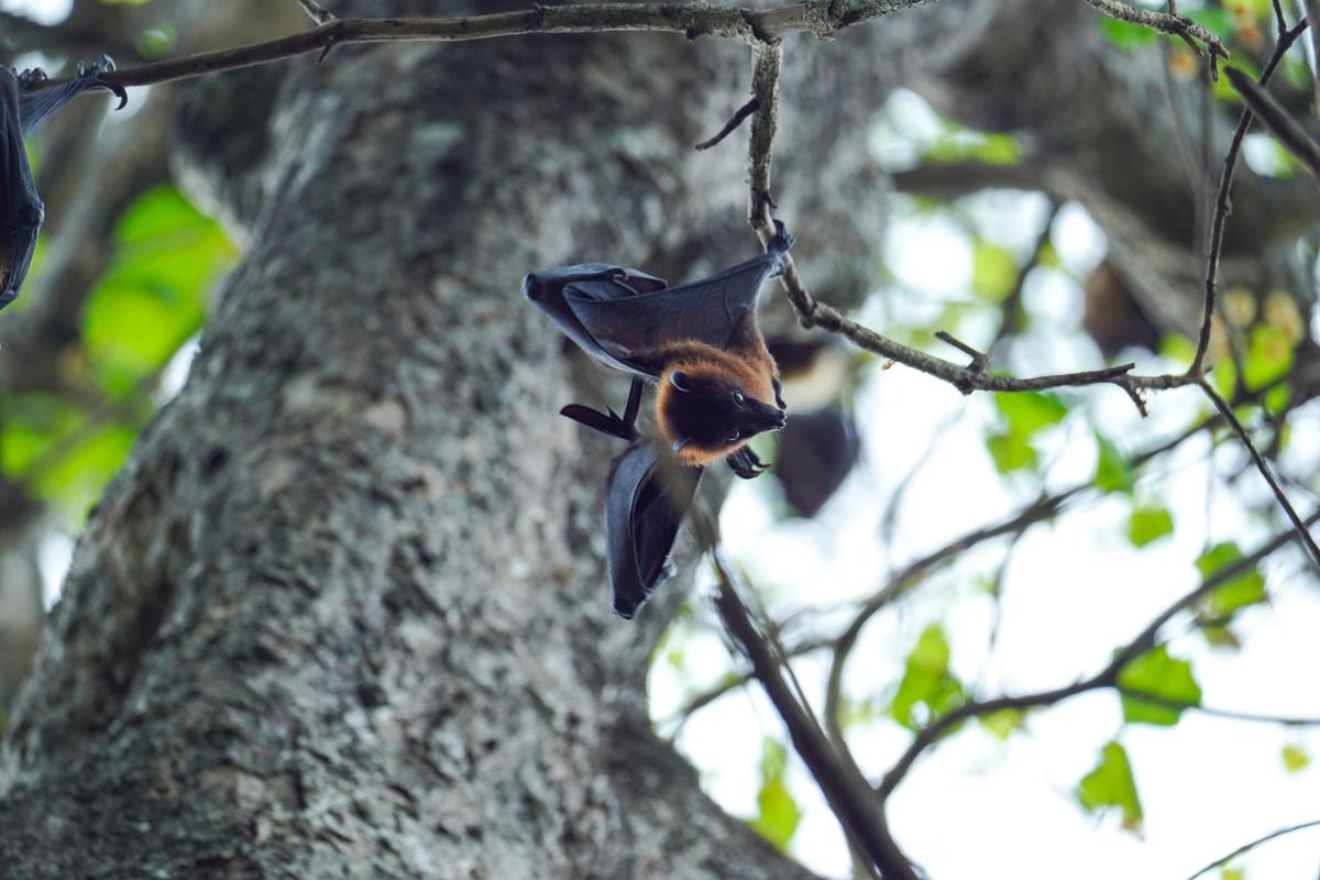Research has identified fruit bats as the natural reservoirs of Nipah virus. Research has identified fruit bats as the natural reservoirs of Nipah virus.