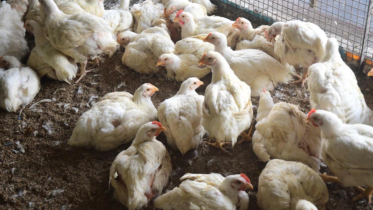 Livestock suffer massive losses as Cyclone Montha batters Andhra Pradesh