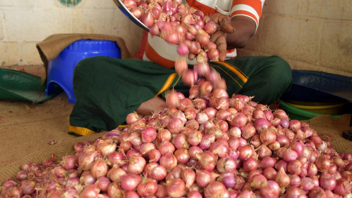 Price of shallot crosses ₹100 a kg in Tiruchi The Hindu