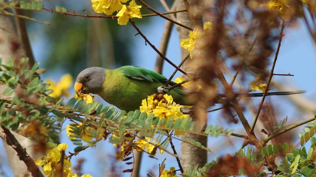 102 bird species documented during Campus Bird Count 2026 at Mangalore University