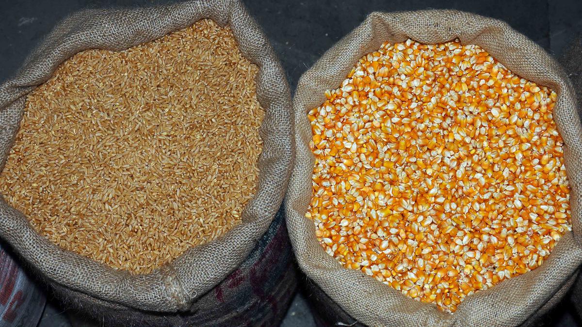 Despite elaborate propaganda in 1960s, people of Madras did not take to wheat 