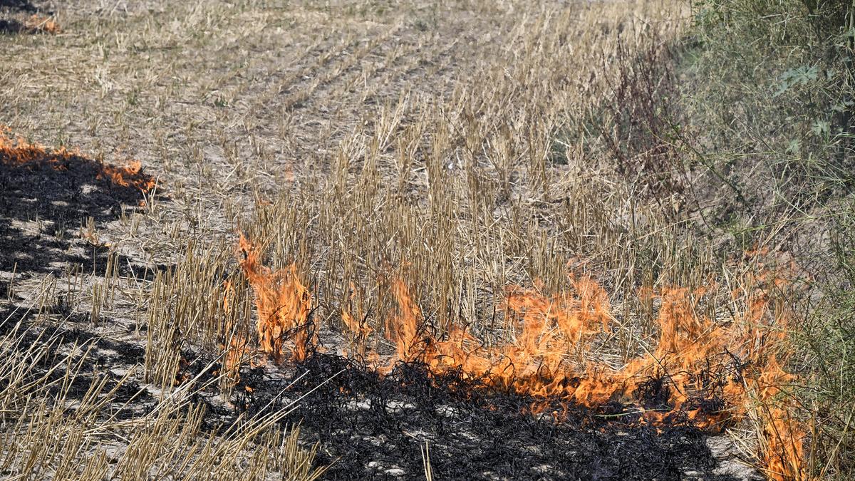 Supreme Court, Centre differ over stubble-burning; CJI backs prosecution, government prefers policy route