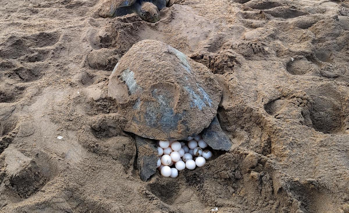 An Olive Ridley turtle laying eggs on the Rushikulya river mouth beach at Podampeta in Ganjam district on Bay of Bengal Sea’s eastern coast in Odisha.