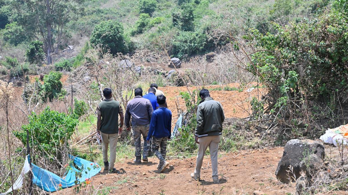 Tiger cub taken into captivity in the Nilgiris
