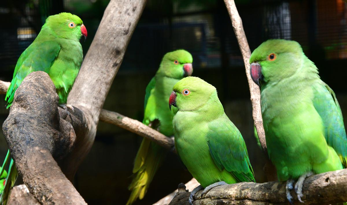 In Coimbatore over 200 rescued parakeets under Forest Department's care to  spread wings to freedom - Jungle Tak