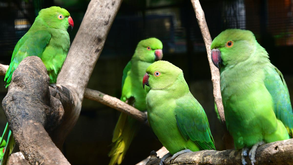 Over 200 rescued parakeets under Forest Department’s care in Coimbatore
