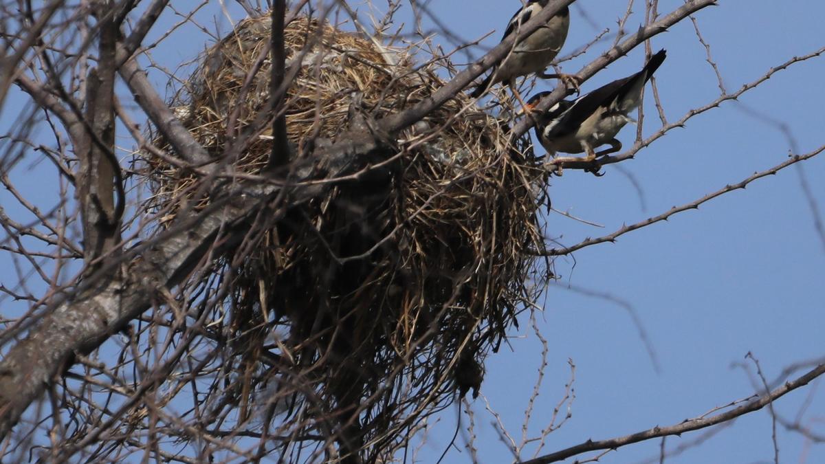 Asian pied starling adds one more waterbody to its Chennai address list