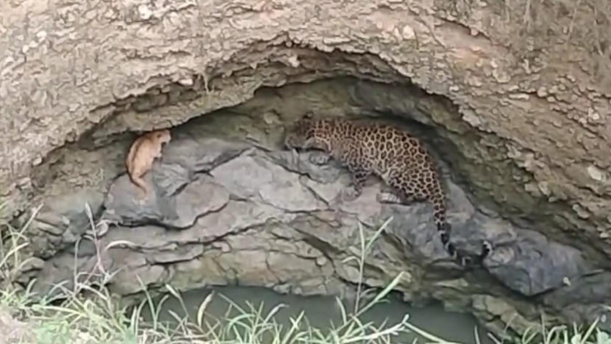 Brief encounter between leopard and domestic cat ends well