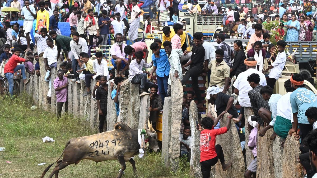 Spectator gored to death in Siravayal manjuvirattu; 122, including police personnel, injured
