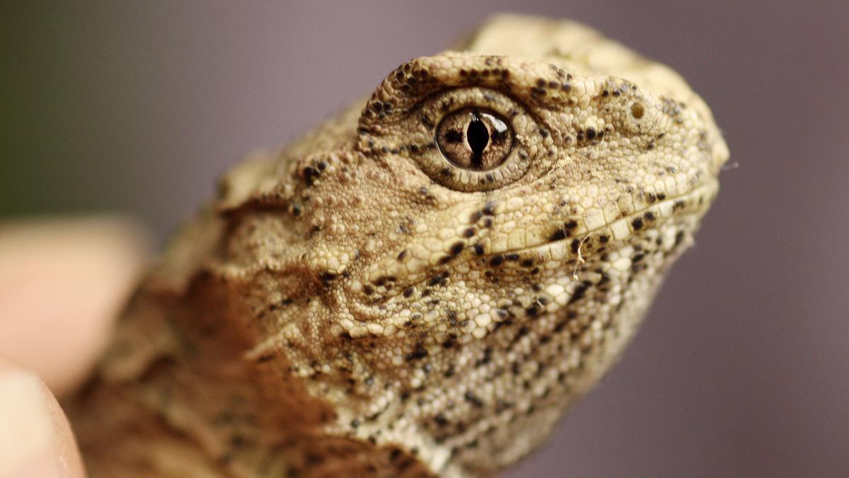 Young cold-blooded animals are suffering as Earth heats up