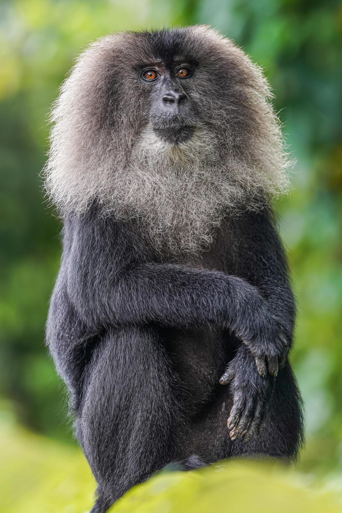 Lion-tailed macaque clicked by Ishan Shanavas