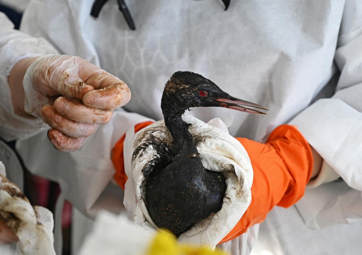 Volunteers clean a bird following an oil spill that was caused by an incident involving two tankers damaged in a storm in the Kerch Strait, Russia.