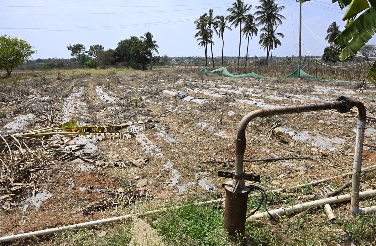 The drying up of borewells has resulted in the loss of crops in Yannur near Shidlaghatta in Chickballapur district.
