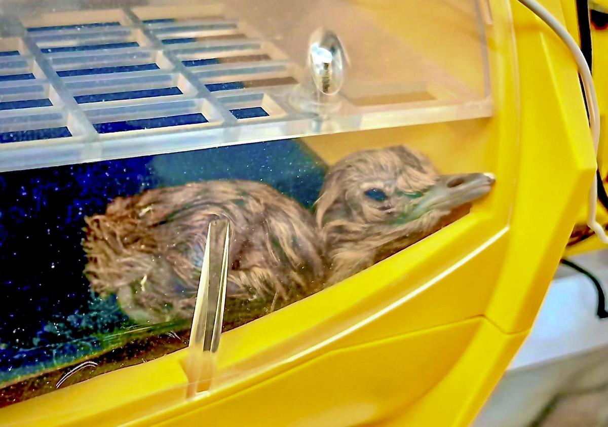 Great Indian Bustard chick born in Gujarat after a decade through jumpstart  approach: Environment Minister - The Hindu