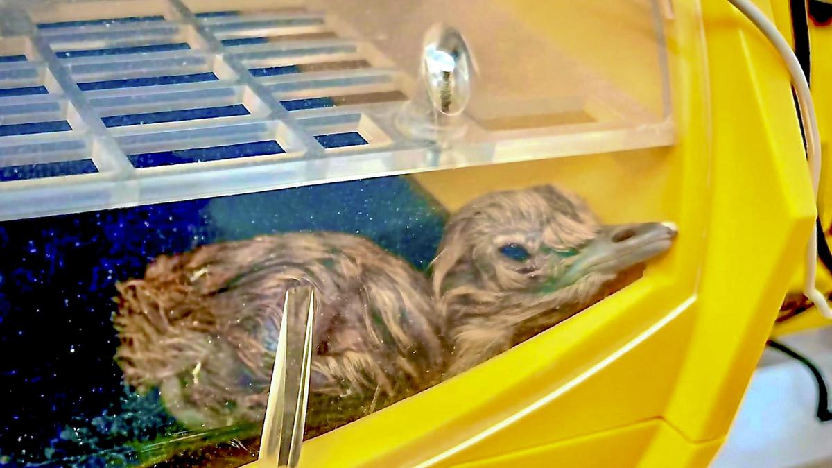 Great Indian Bustard chick born in Gujarat after a decade through jumpstart approach: Environment Minister