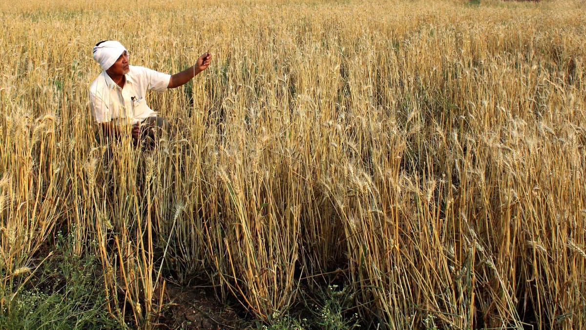 Maharashtra farmers urged to participate in rabi crop competition