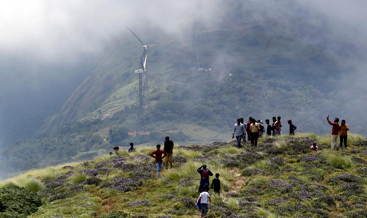 Neelakurinji flowers wither away, tourists inflow continues