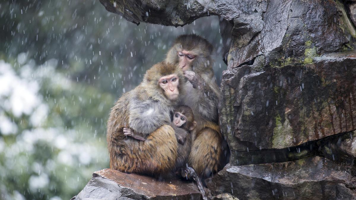 Social behaviour evolved from adapting to extreme cold, study in primates finds