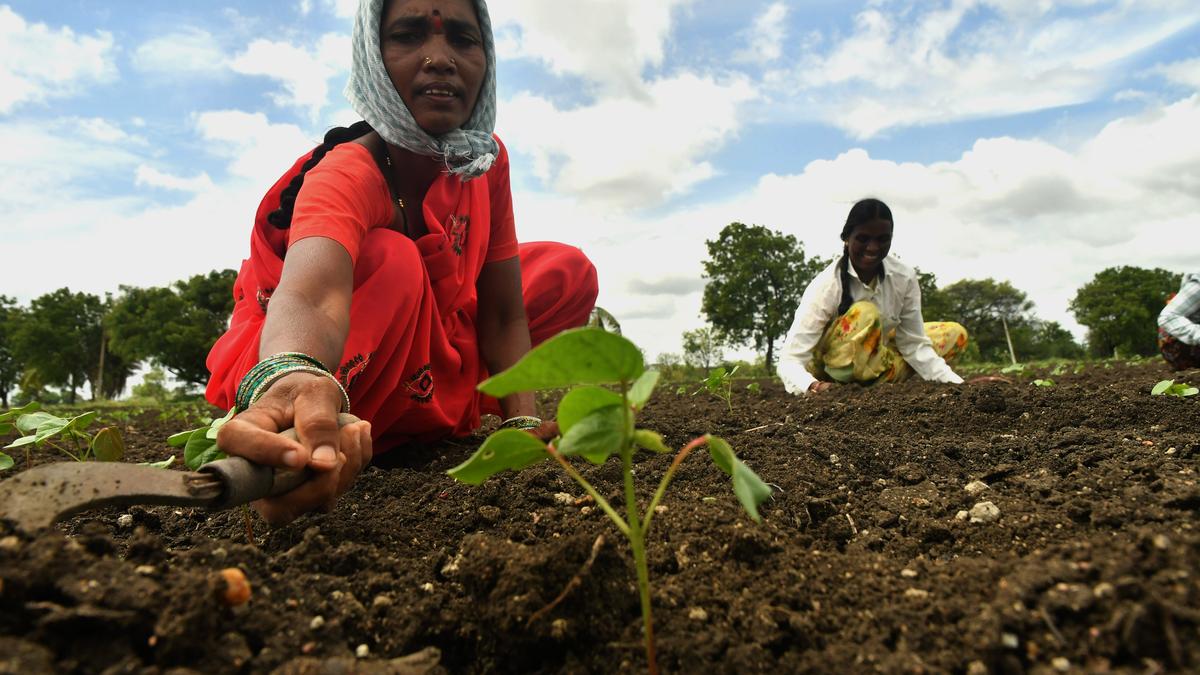 ‘Surplus rains to help reduce food inflation, raise demand’ 