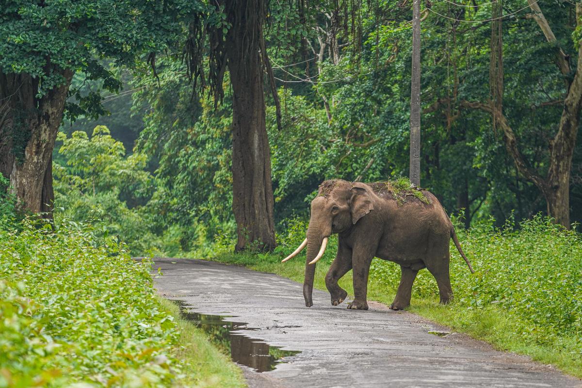 Male Asiatic elephant photographed by Ishan Shanavas  