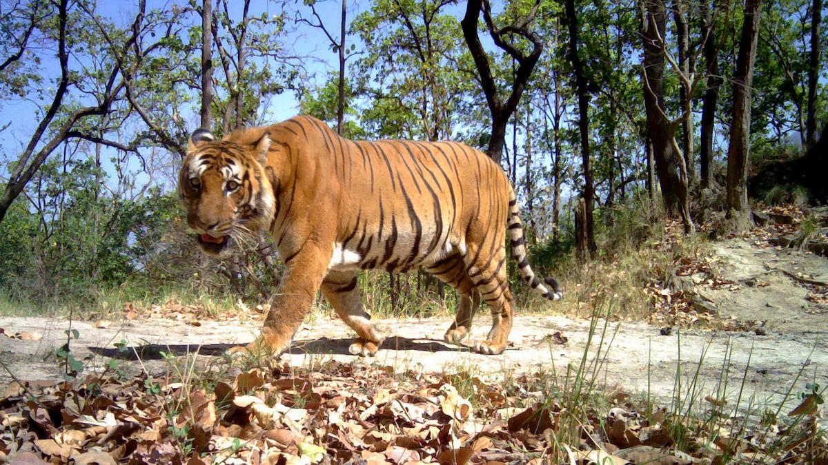 Curfew in 25 Uttarakhand villages after tiger kills two 